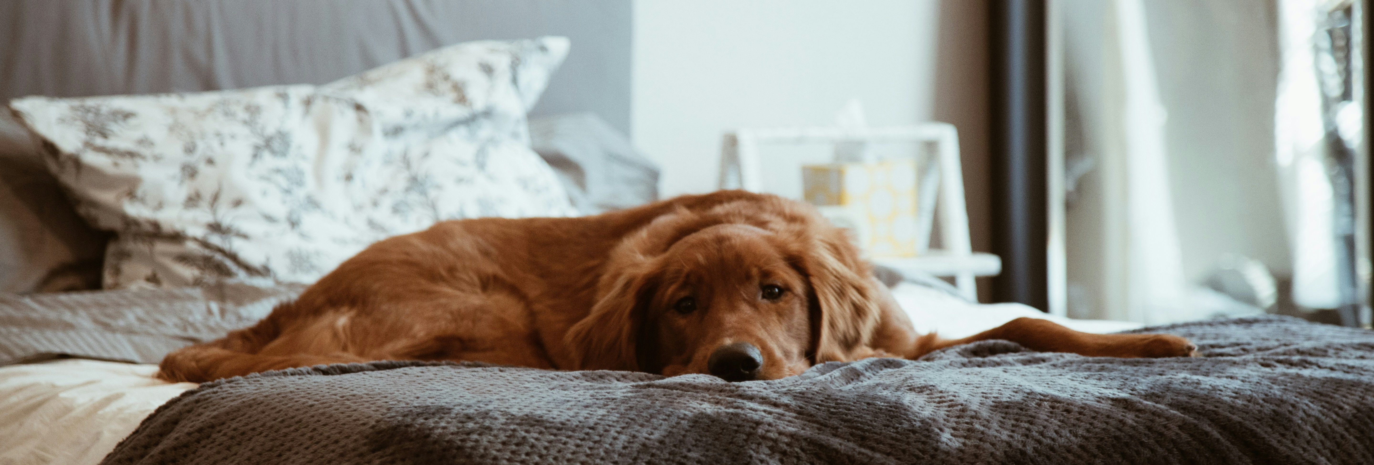 Golden Retriever lying on a bed