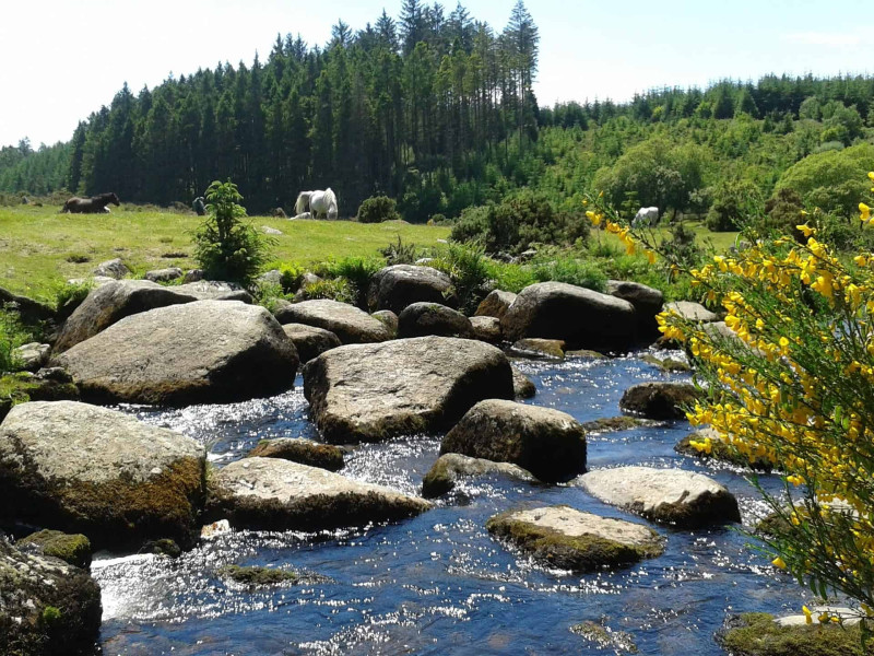 Dartmoor River