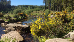 East Dart River at Bellever on Dartmoor