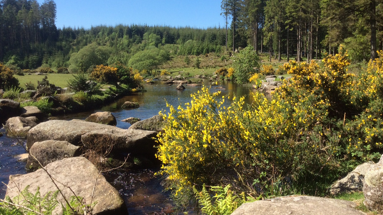East Dart River at Bellever on Dartmoor