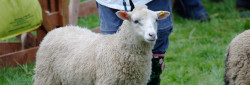 Judging sheep