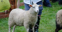 Judging sheep