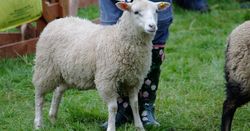 Judging sheep
