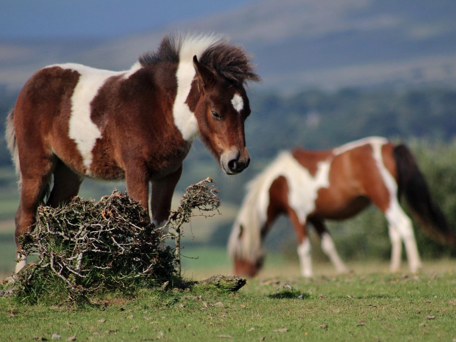 Dartmoor pony