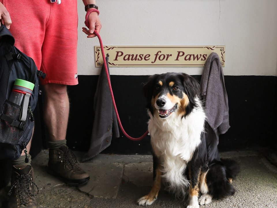 Dog at Two Bridges Hotel