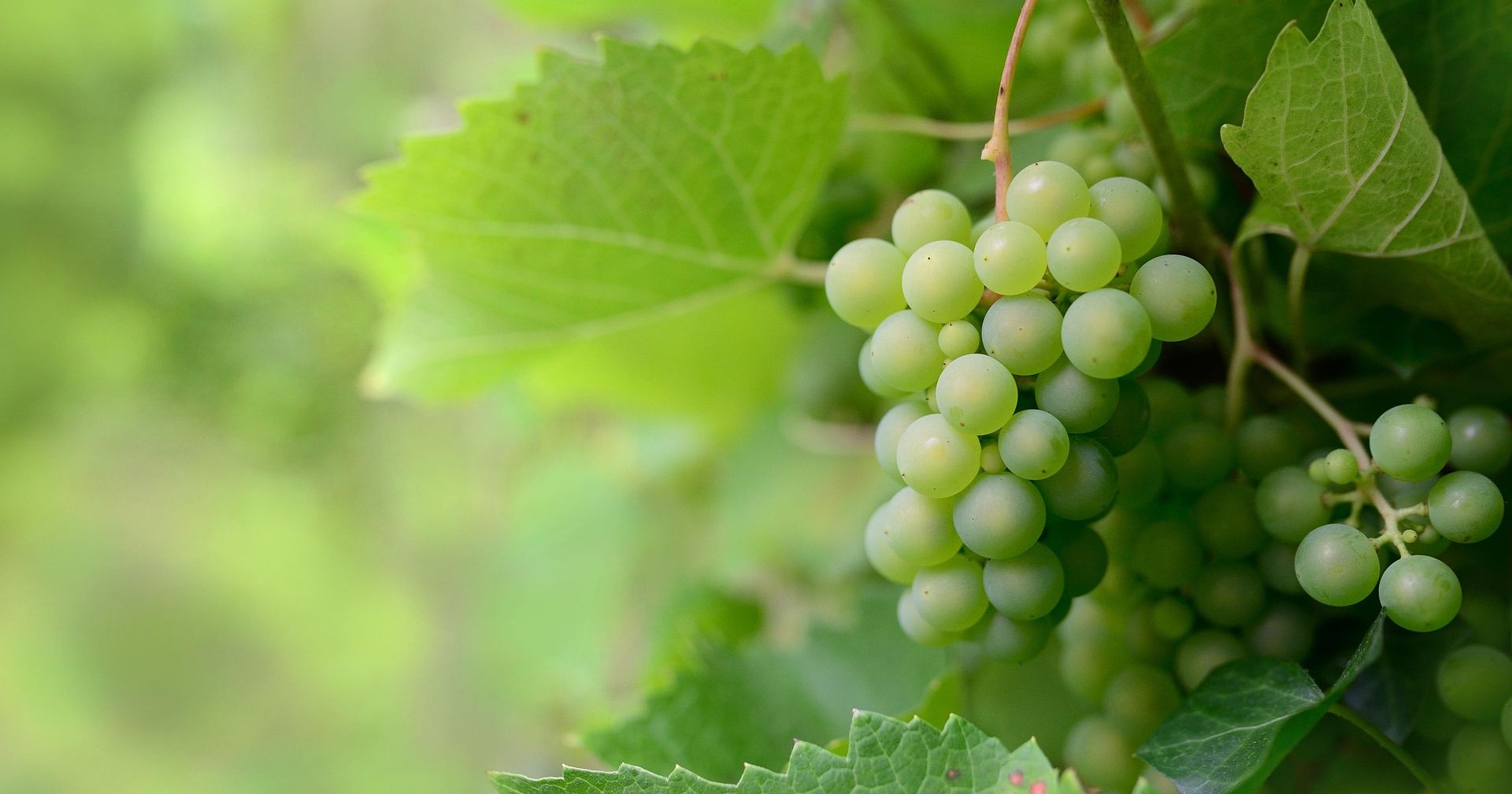 Close-up of green grapes growing on a vine with green leaves
