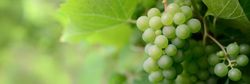 Close-up of green grapes growing on a vine with green leaves