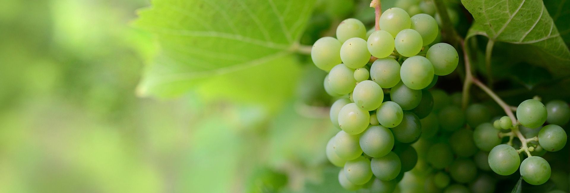 Close-up of green grapes growing on a vine with green leaves