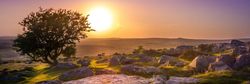 Sunset over rocky landscape with a tree in Dartmoor