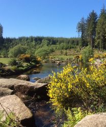 A scenic view of the East Dart River at Bellever, with large rocks in the water, vibrant yellow gorse bushes, and tall pine trees under a clear blue sky.