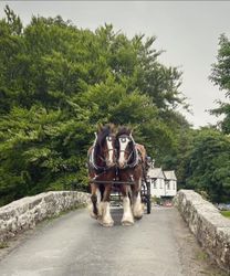 Two large draft horses pulling a carriage across an old stone bridge with lush green trees in the background.