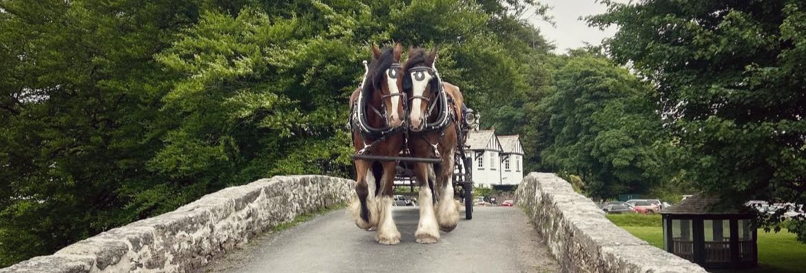 Two large draft horses pulling a carriage across an old stone bridge with lush green trees in the background.