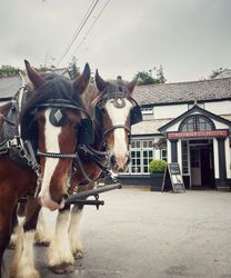 Two horses in harness standing in front of the Two Bridges Hotel.