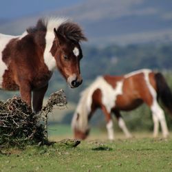Two brown and white ponies grazing in a grassy field