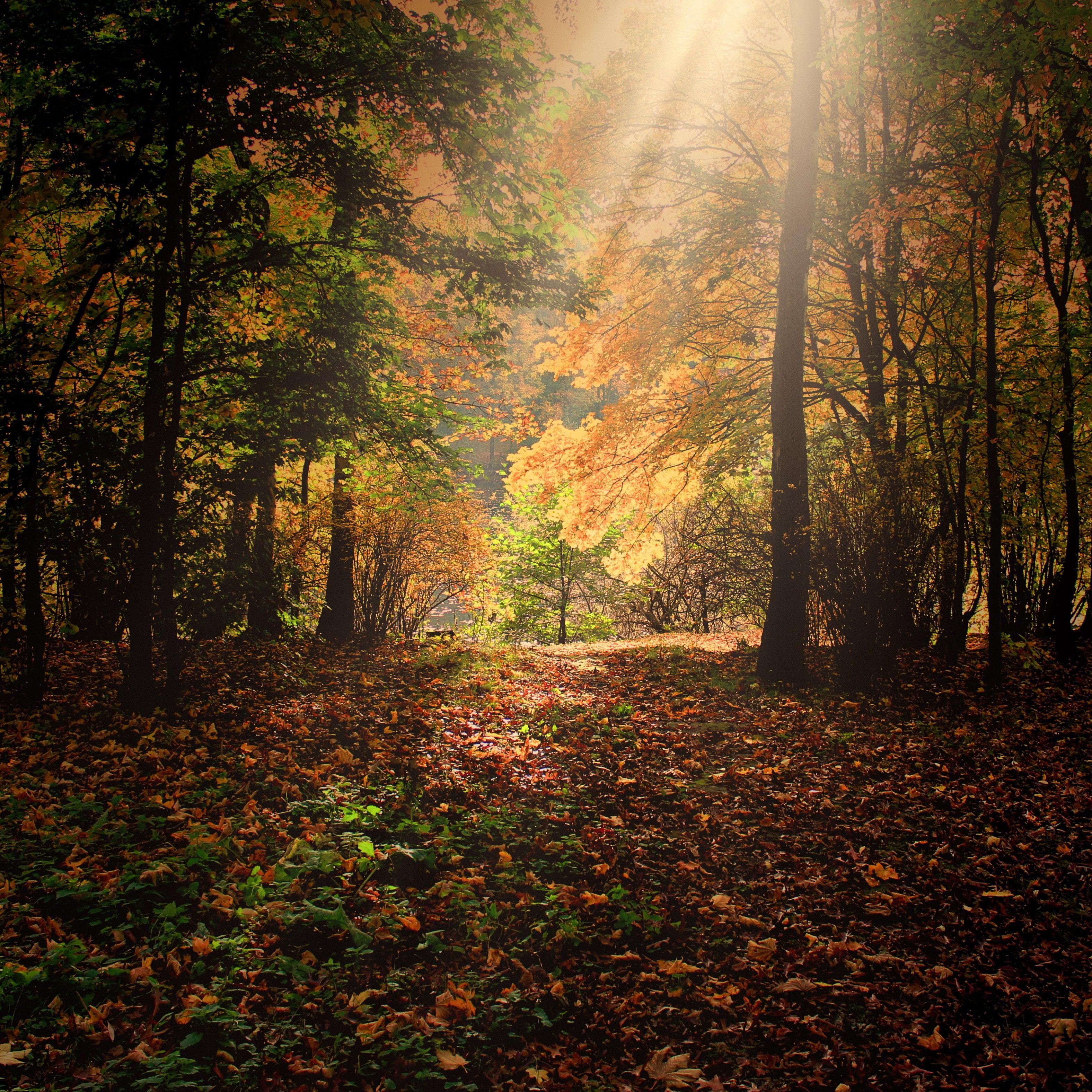 Sunlight streaming through autumn trees in a forest