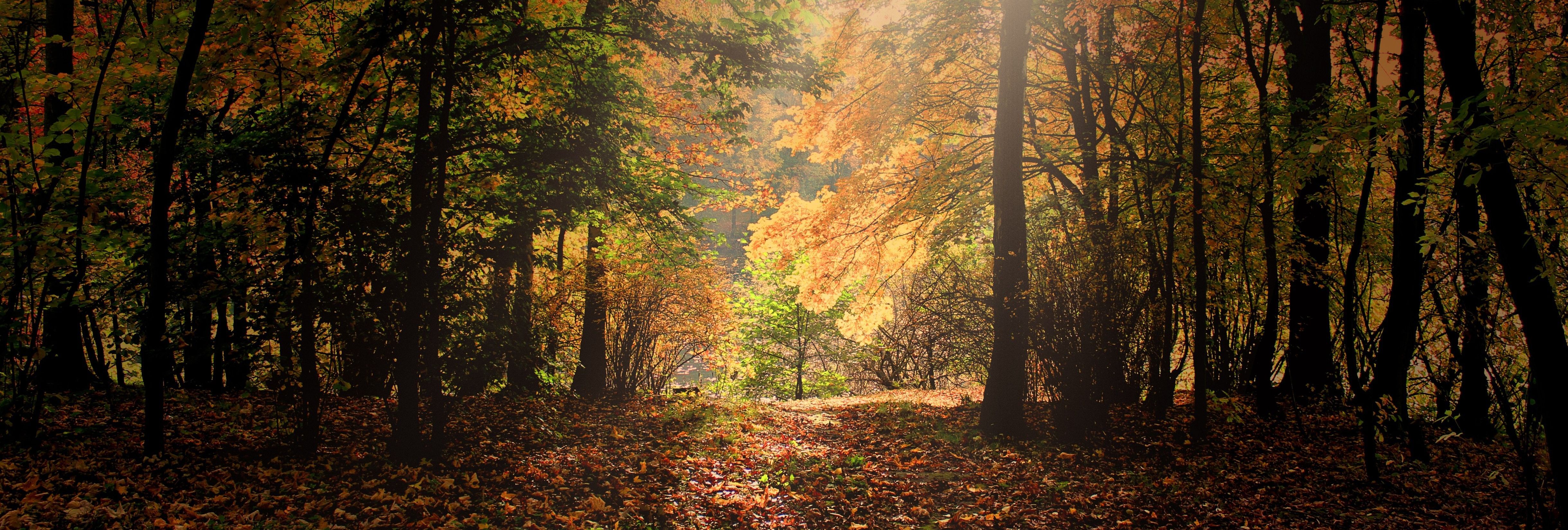 Sunlight streaming through autumn trees in a forest