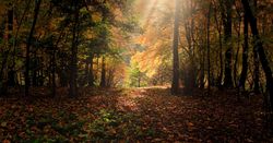 Sunlight streaming through autumn trees in a forest
