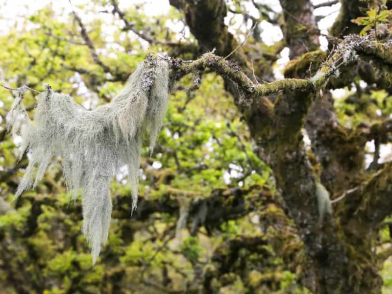 Walking to Wistmans Wood