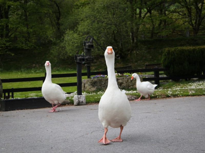 Walking to Wistmans Wood