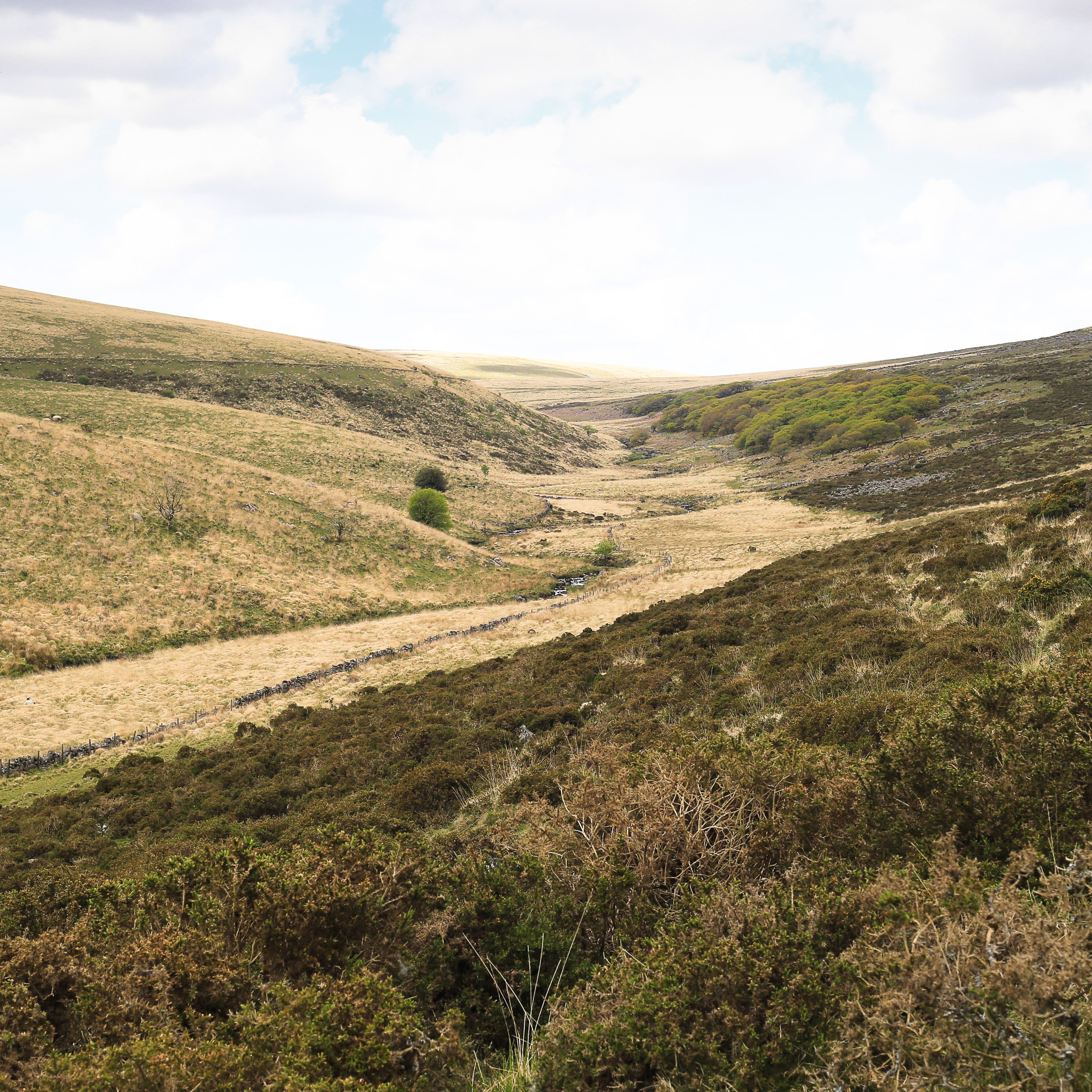 Panoramic view of Wistman's Wood area showing rolling hills, a stone wall, and patches of green foliage under a partly cloudy sky.