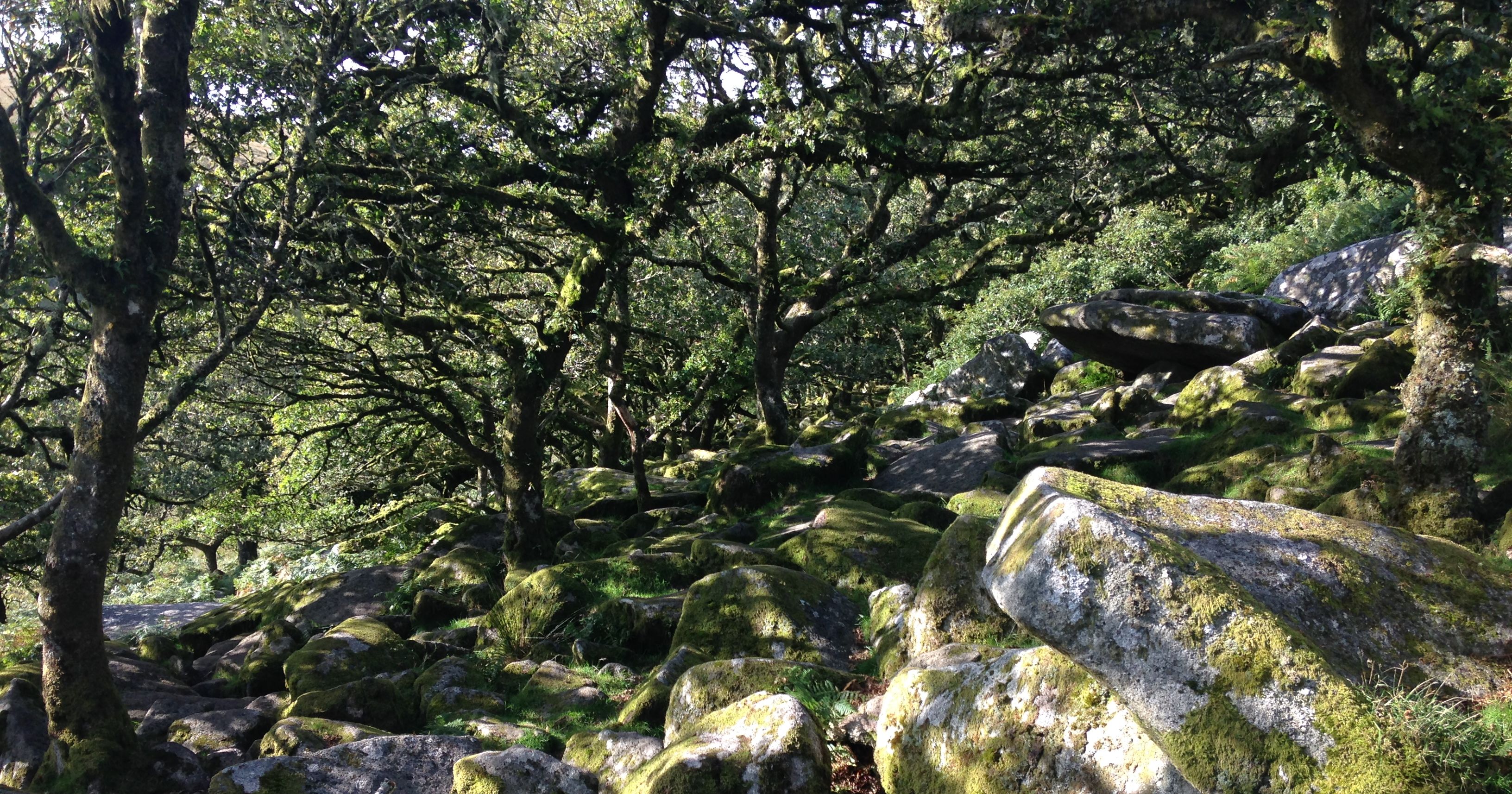 Moss-covered rocks and trees in a sunlit forest