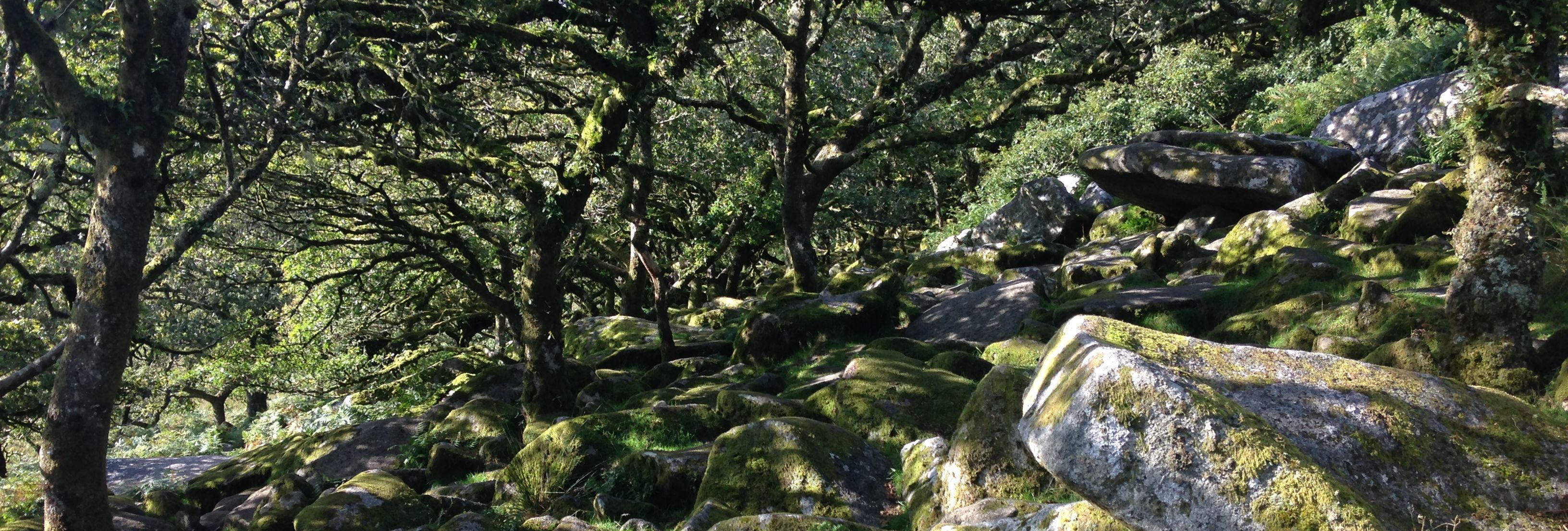 Moss-covered rocks and trees in a sunlit forest