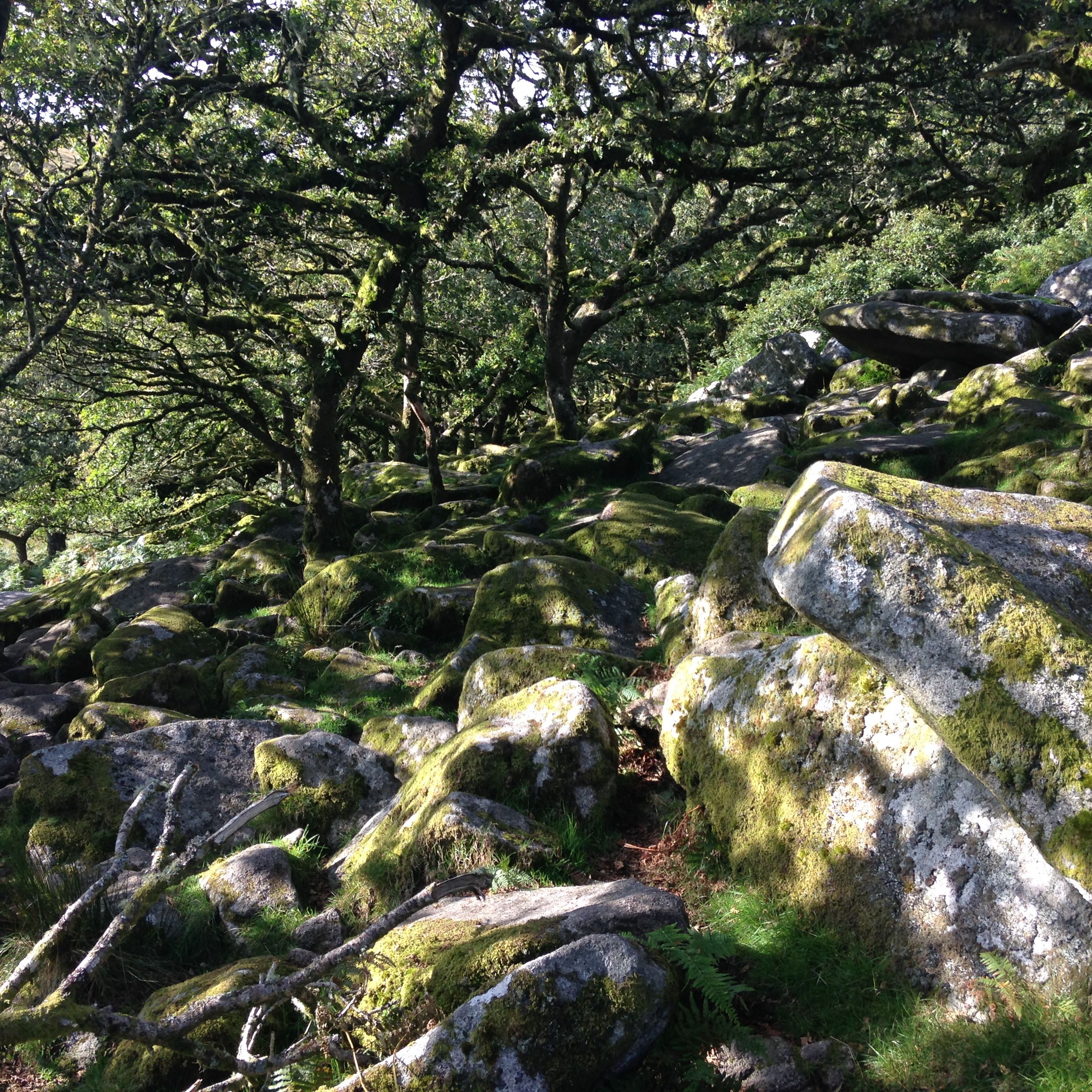 Moss-covered rocks and twisted trees in a sunlit forest