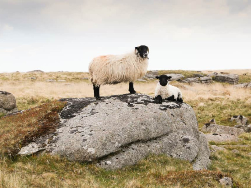 Walking to Wistmans Wood