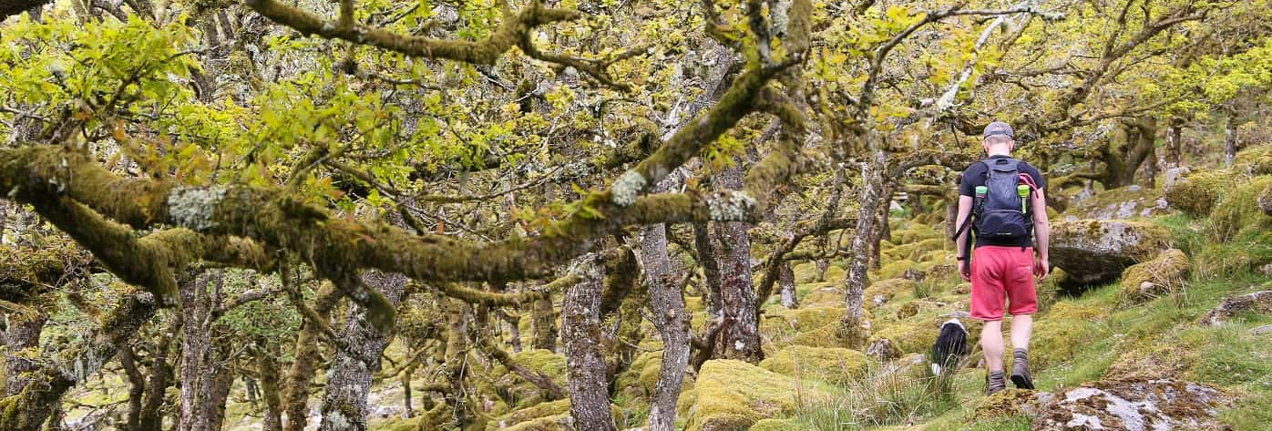 Walking to Wistmans Wood
