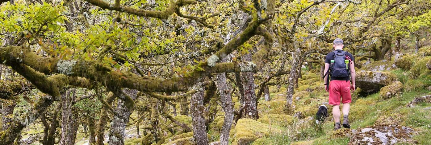 Walking to Wistmans Wood