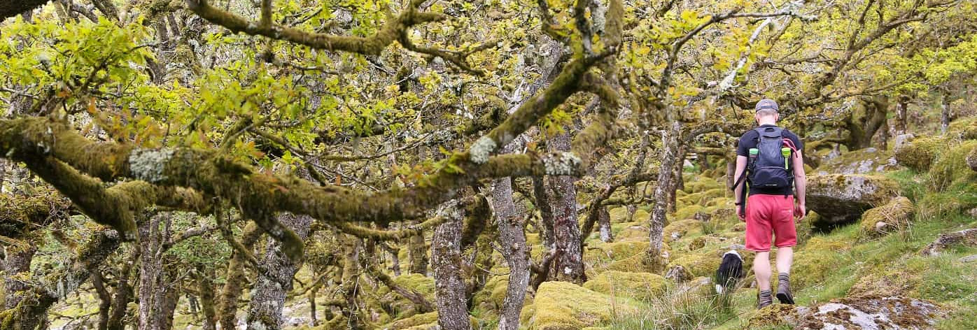 Walking to Wistmans Wood