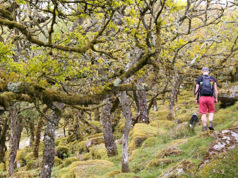 Walking to Wistmans Wood