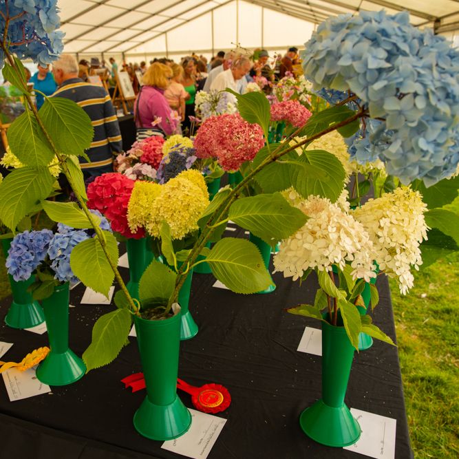 Hydrangea flowers in green vases displayed on a table at a flower show inside a large tent with people attending.