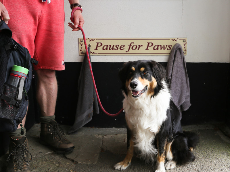 Dog ready for a walk