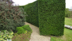 Wightwick Manor Hedge