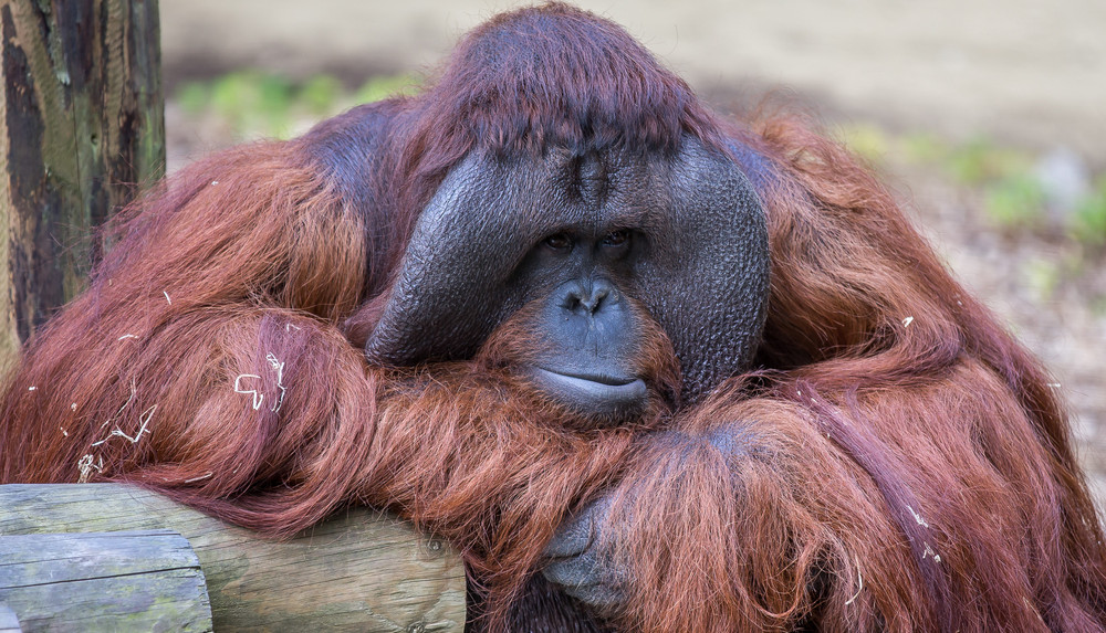 Dudley Zoo Benji Orangutang