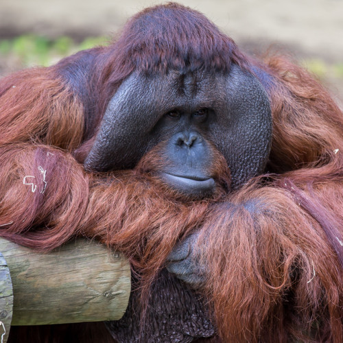Dudley Zoo Benji Orangutang