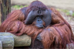 Dudley Zoo Benji Orangutang