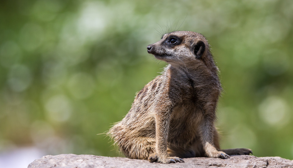 Dudley Zoo Meerkats