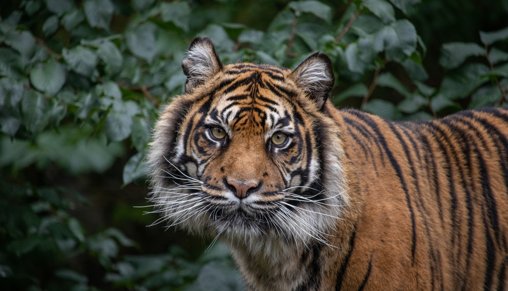 Dudley Zoo Tiger Daseep
