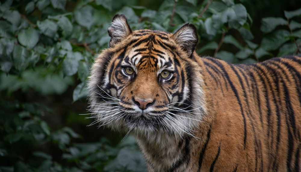 Dudley Zoo Tiger Daseep