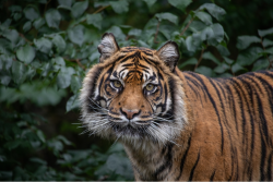 Dudley Zoo Tiger Daseep