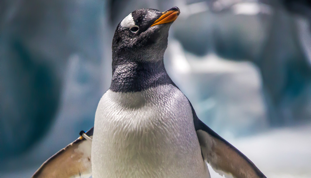 Penguin at National Sea Life Centre