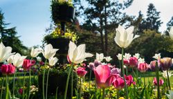 Cannon Hill Park