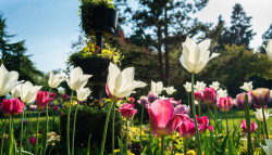 Cannon Hill Park