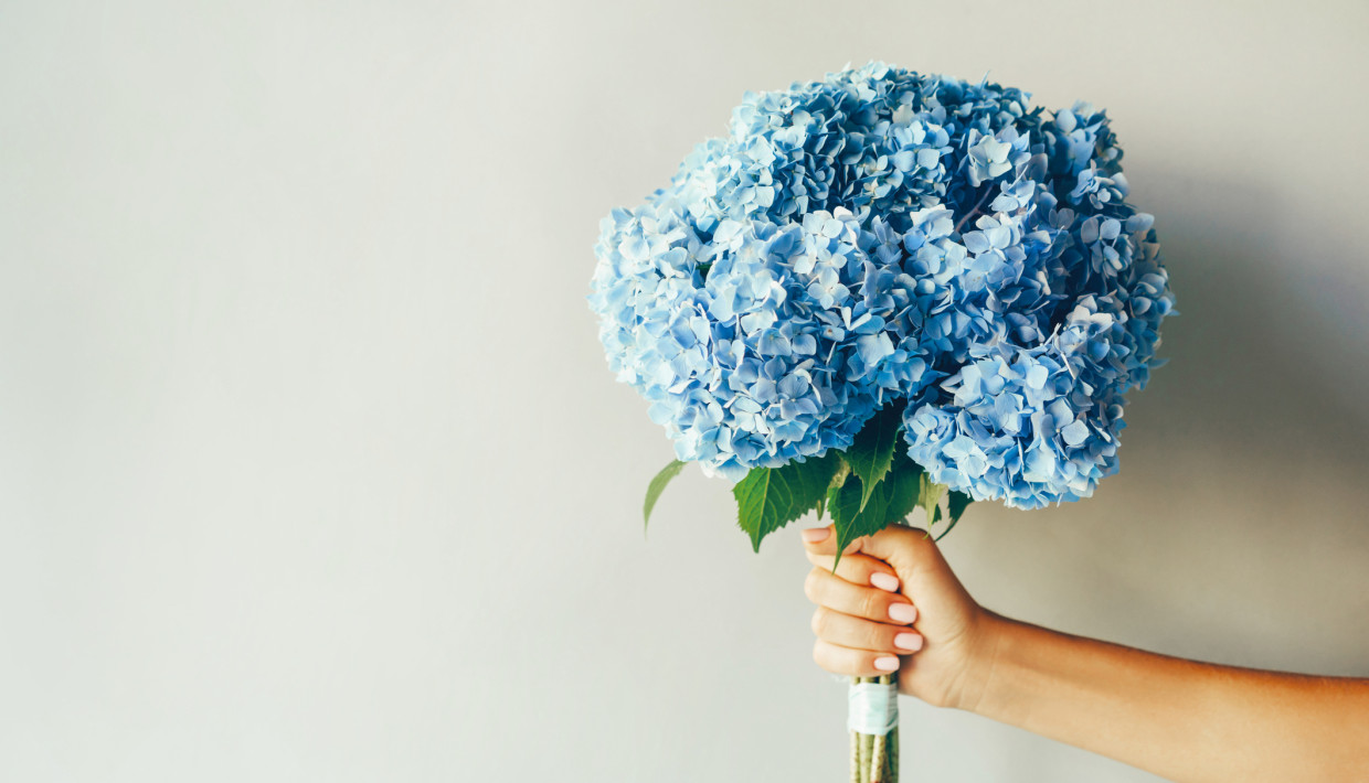 A hand holding a bouquet of bright blue hydrangeas against a plain, light-colored background. The flowers are fresh and vibrant, with lush green leaves peeking through.
