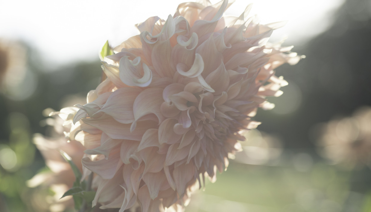 A close-up of a delicate pink dahlia flower with softly curling petals, bathed in gentle sunlight, against a blurred background of greenery and bokeh light spots.