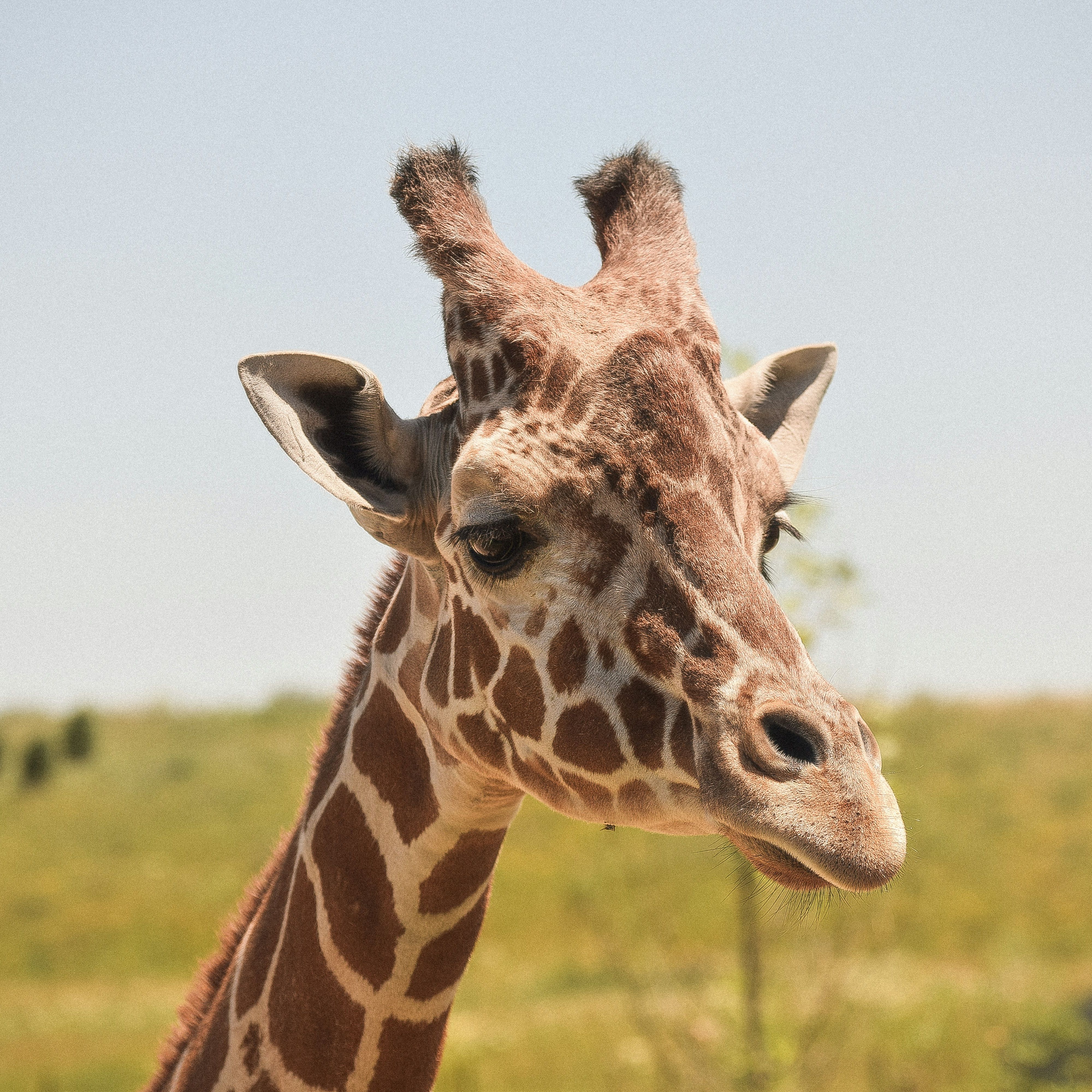 Giraffe