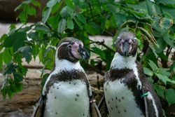 Humboldt penguins