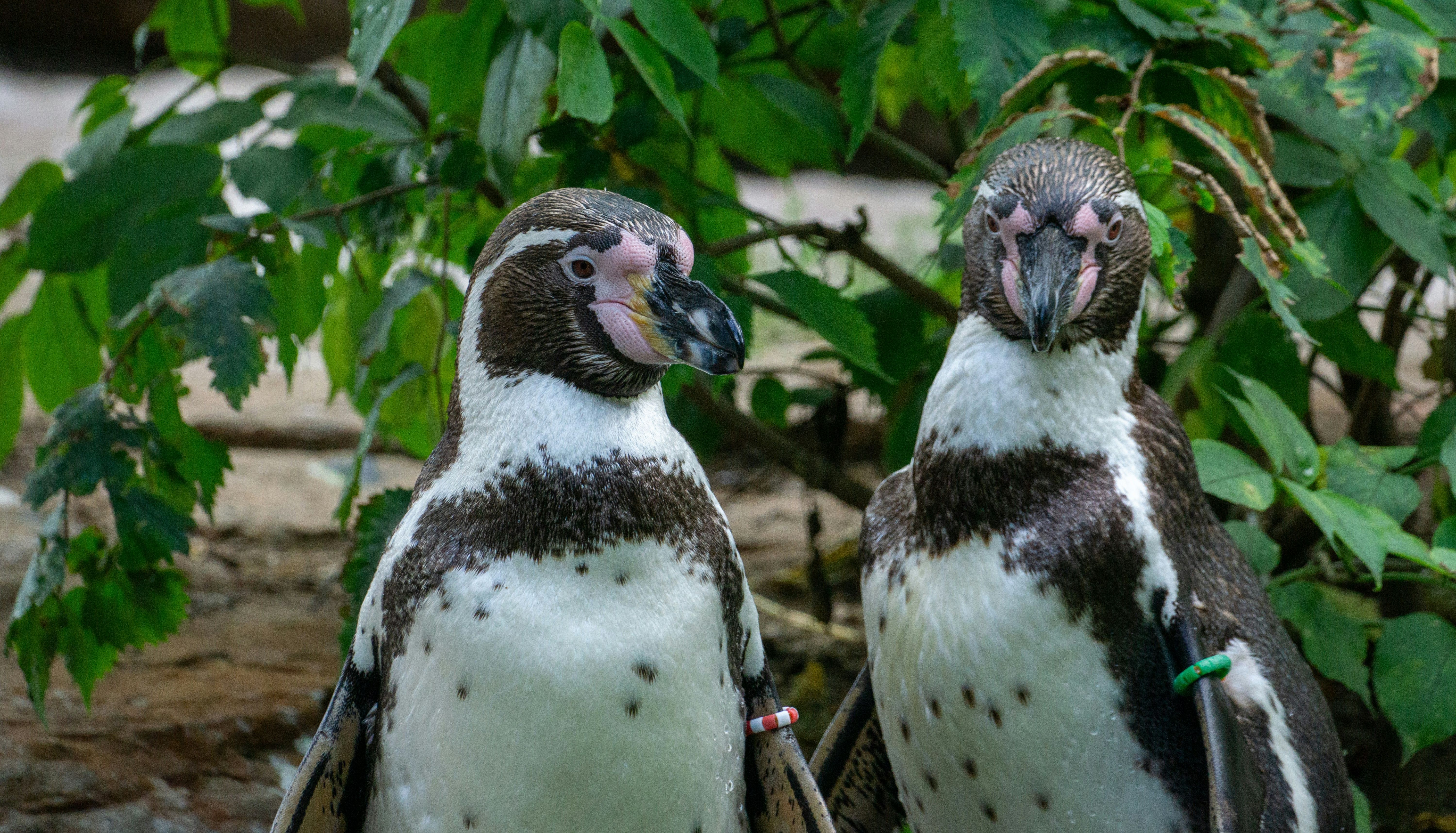 Humboldt penguins